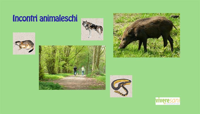 Incontri animaleschi Incontri animaleschi